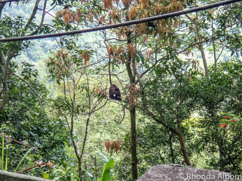 Visit Christ the Redeemer: How to get up Corcovado Mountain, Rio 9 Monkeys on in the Tijucu rainforest in Brazil