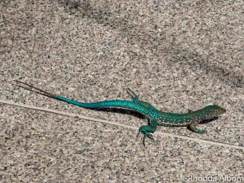 Aruba Cruise Port: A Great Aruba Itinerary for a Caribbean Paradise 15 lizard seen at the Aruba cruise port