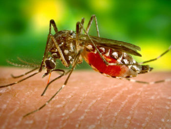 My Dengue Fever experience was caused by this Aedes aegypti mosquito