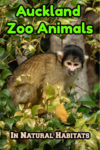Auckland Zoo animals, like this squirrel monkey, live in natural habitats at the Auckland Zoo in New Zealand
