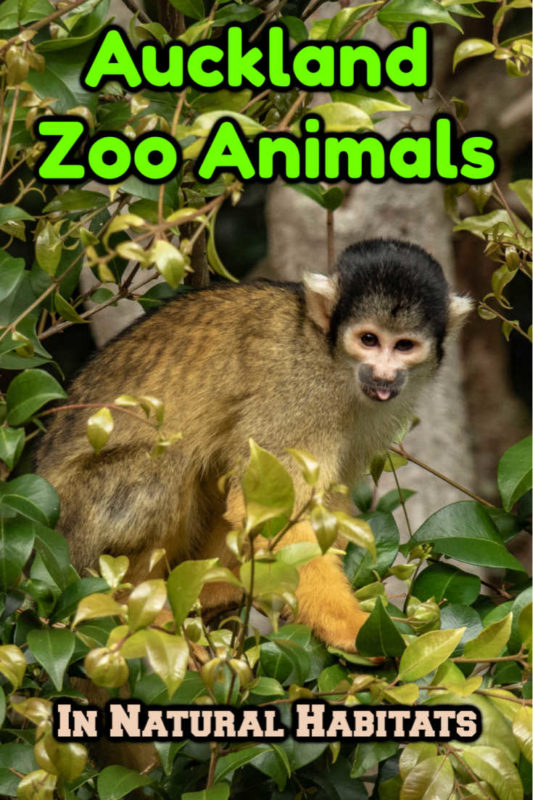 Eco-friendly Auckland Zoo Animals and Conservation Success 20 Auckland Zoo animals, like this squirrel monkey, live in natural habitats at the Auckland Zoo in New Zealand