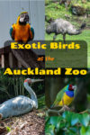 Exotic birds, endangered birds, and common New Zealand birds are amongst those in the aviaries at the Auckland Zoo.