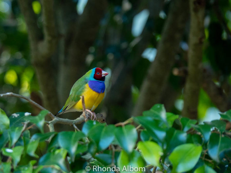 Eco-friendly Auckland Zoo Animals and Conservation Success 15 Gouldian finch a native Australian bird