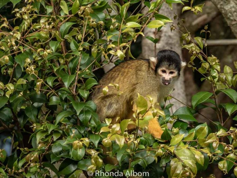 Eco-friendly Auckland Zoo Animals and Conservation Success 13 Bolivian squirrel monkeys in the Auckland Zoo animals