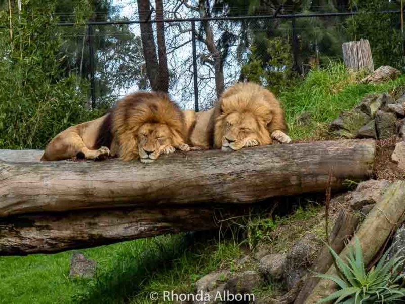 Eco-friendly Auckland Zoo Animals and Conservation Success 14 Sleeping lions at the Auckland Zoo in New Zealand