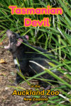 This Tasmanian Devil is one of many Auckland Zoo animals in New Zealand