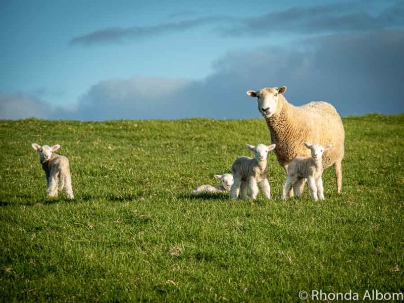 New Zealand Travel Tips