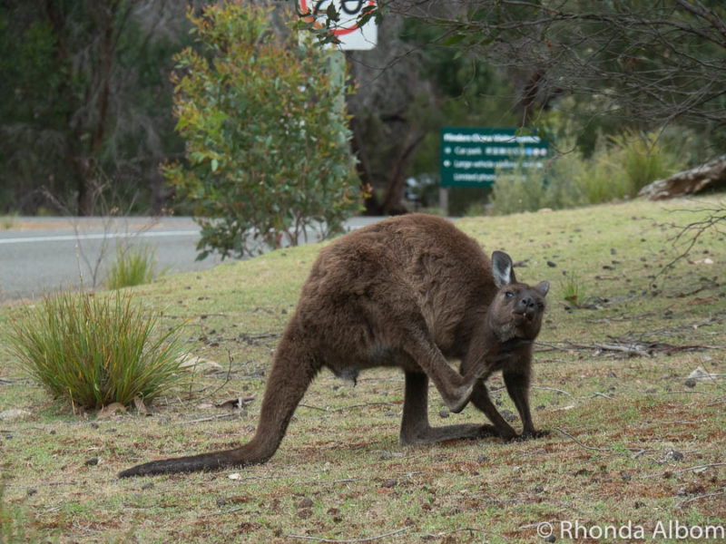 Kangaroo Island Kangaroo on road in Flinders Chase Park on Kangaroo Island, Australia.
