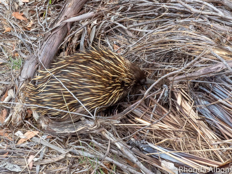 16 Dangerous to Adorable Australian Animals We Have Spotted 3 Echidna seeking camouflage after crossing the road on Kangaroo Island, Australia.