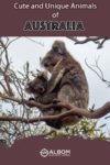 Koalas are amongst the cute and unique animals of Australia