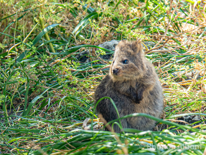 What to Do on Rottnest Island Besides Adorable Quokka Selfies 14 Quokkas near Garden Lake on Rottnest Island, Western Australia