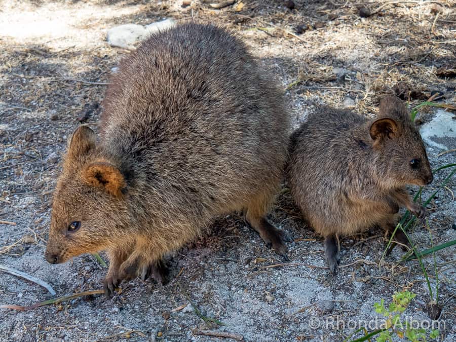 Australian animal Quokka and joey on Rottnest Island in Western Australia