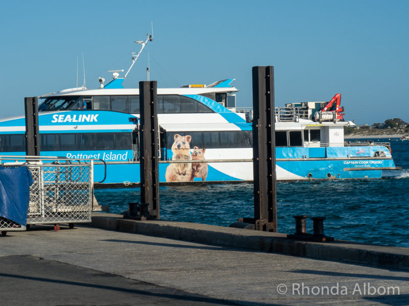 What to Do on Rottnest Island Besides Adorable Quokka Selfies 8 Quokka 1 ferry from Sealink at Rottnest Island, Western Australia