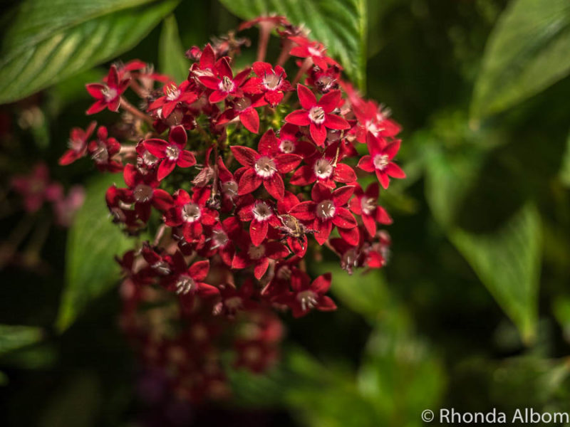 A Singapore travel guide featuaring flowers inside the flower dome at Gardens by the Bay, one of the best places to visit in Singapore