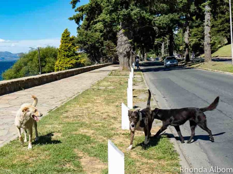Argentina Travel Tips: A Guide for First-Time Visitors 17 Knowing that there are stray dogs like these three is one of the many Argentina travel tips