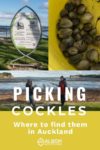 Fisheries cockle limit sign, a bucket of cockles, and 2 cockle pickers in front of Okoromai Bay, Auckland in New Zealand