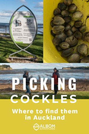Where to Find Cockles: Collecting Cockles at Okoromai Bay, New Zealand 11 Fisheries cockle limit sign, a bucket of cockles, and 2 cockle pickers in front of Okoromai Bay, Auckland in New Zealand