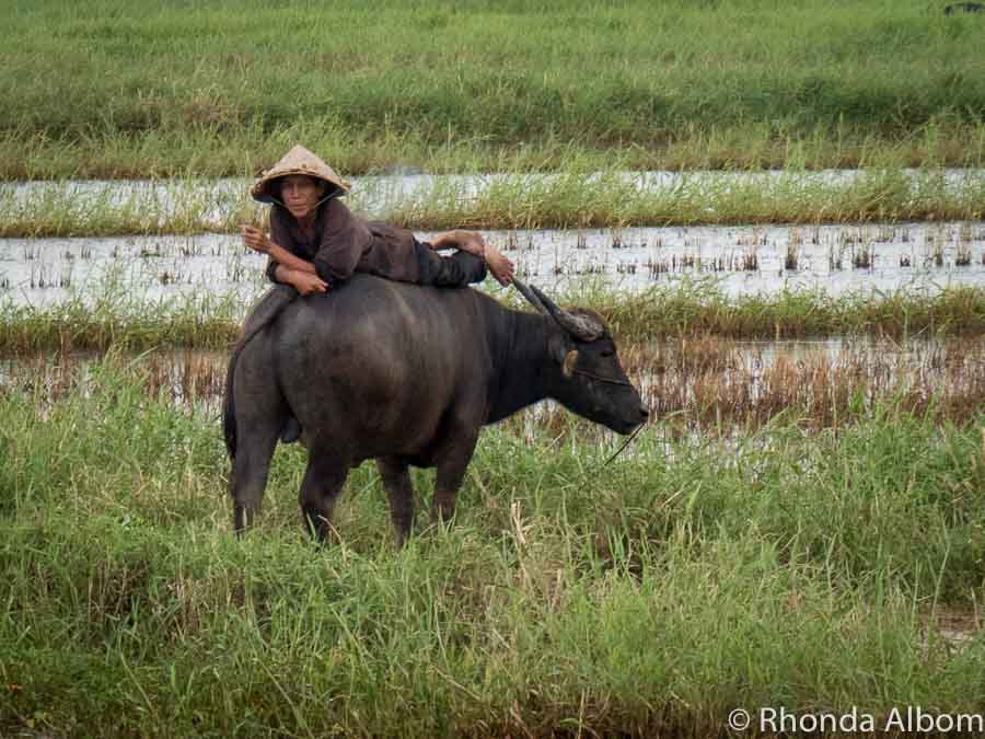 Man on water buffalo in rice field seen while driving from Da Nang to Hoi An Vietnam