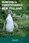 A yellow-eyed penguin seen near the Katiki Point Lighthouse on the South Island New Zealand