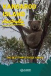 A Koala in a tree at Flinders Chase National Park on Kangaroo Island Australia