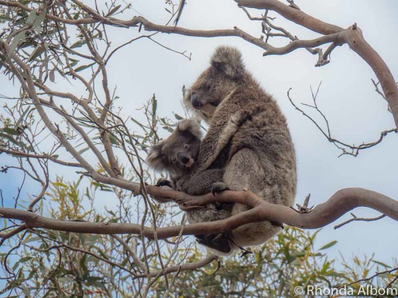12 Adelaide Day Trips: Unveiling South Australia's Hidden Gems 2 Koala and joey seen in trees on Kangaroo Island, Australia.