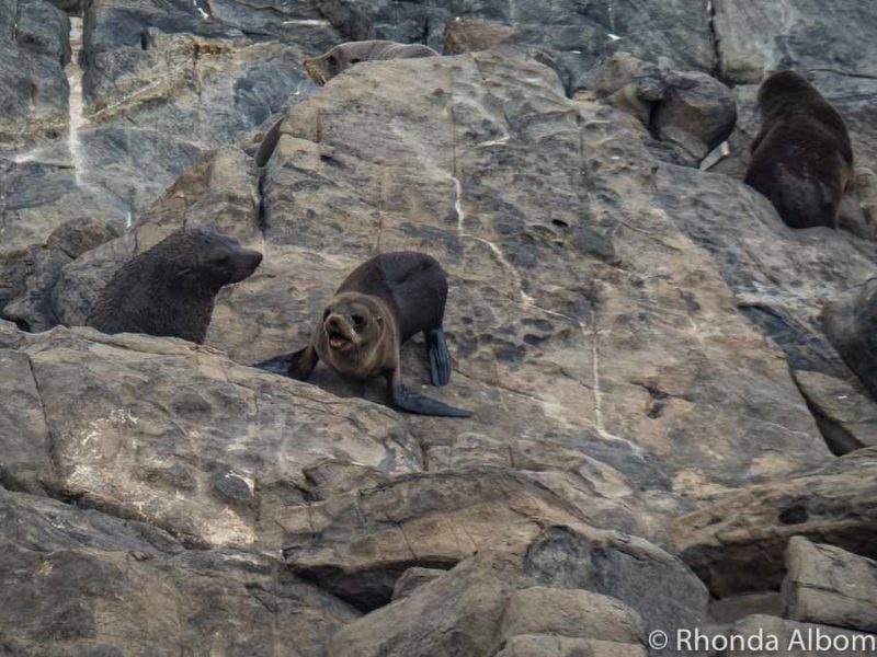 Things to Do in Kangaroo Island 15 New Zealand fur seal pup and mom near Admirals Arch in Australia