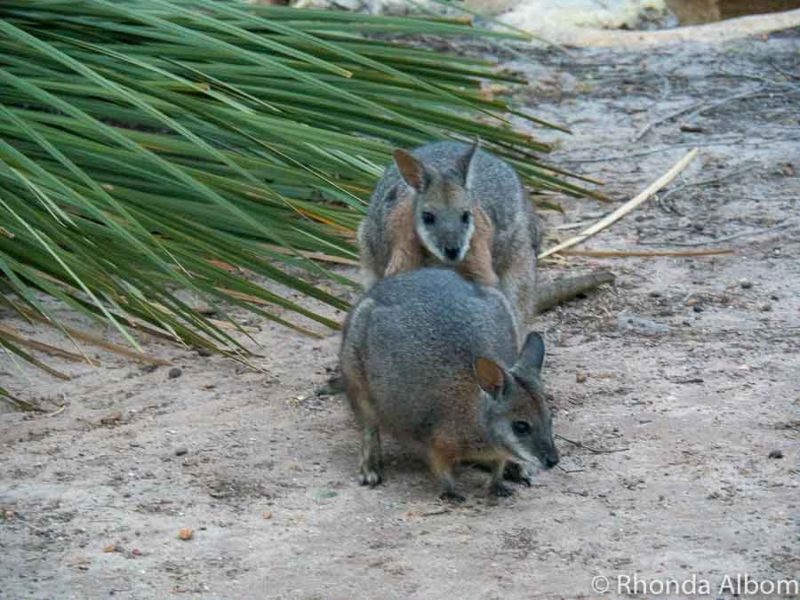 12 Adelaide Day Trips: Unveiling South Australia's Hidden Gems 4 Two Tammar wallabies playing in Australia