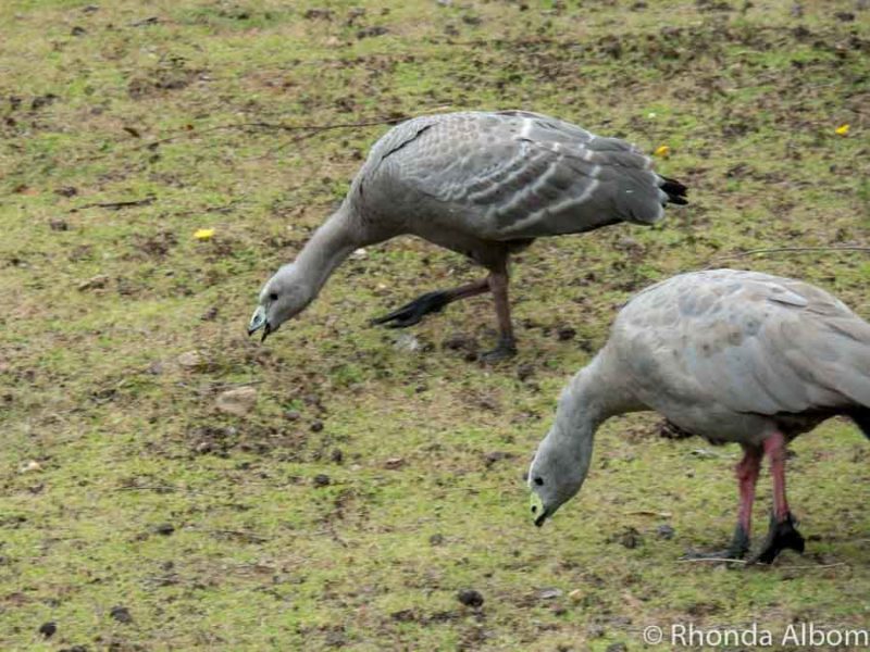 Things to Do in Kangaroo Island 6 Two Cape Baron Geese searching for food on Kangaroo Island in Australia