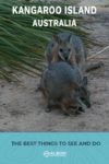 A pair of Tammar wallabies on Kangaroo Island Australia.