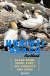 A closeup view of nesting gannets at Muriwai Beach Auckland New Zealand