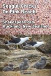 Seagulls and their chicks at Shakespear Regional Park Auckland New Zealand