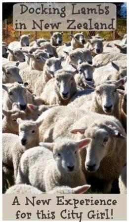 Docking Lambs in New Zealand