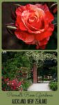 Close up photo of a rose and the Nancy Steen heritage rose garden at the Parnell Rose Gardens in Auckland New Zealand