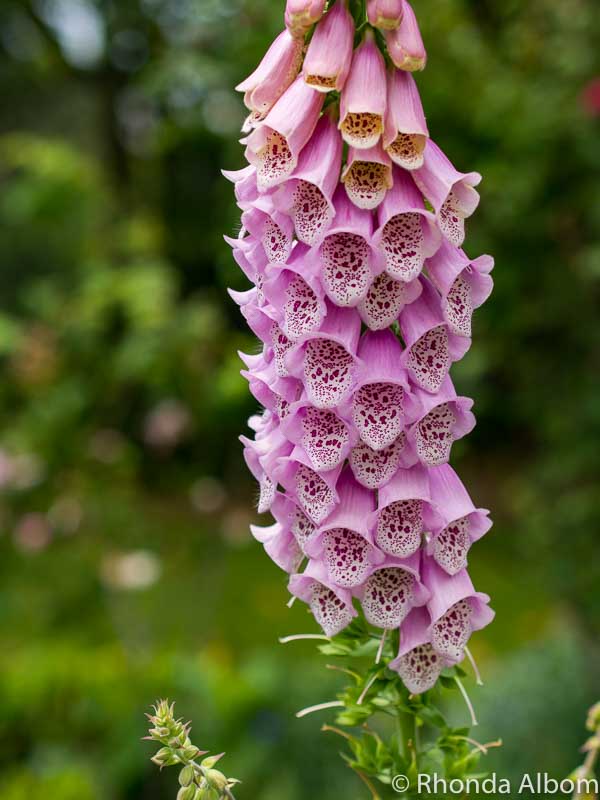 Parnell Rose Gardens An InBloom Visual Tour in Auckland New Zealand