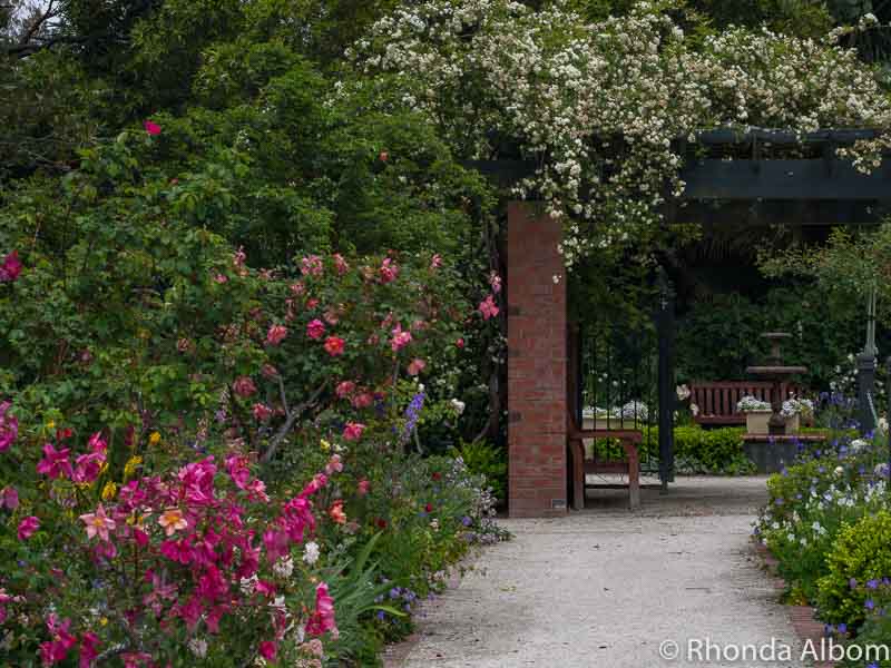 See Parnell Rose Gardens in Bloom in Auckland New Zealand 10 Flower lined path in a park in Auckland New Zealand