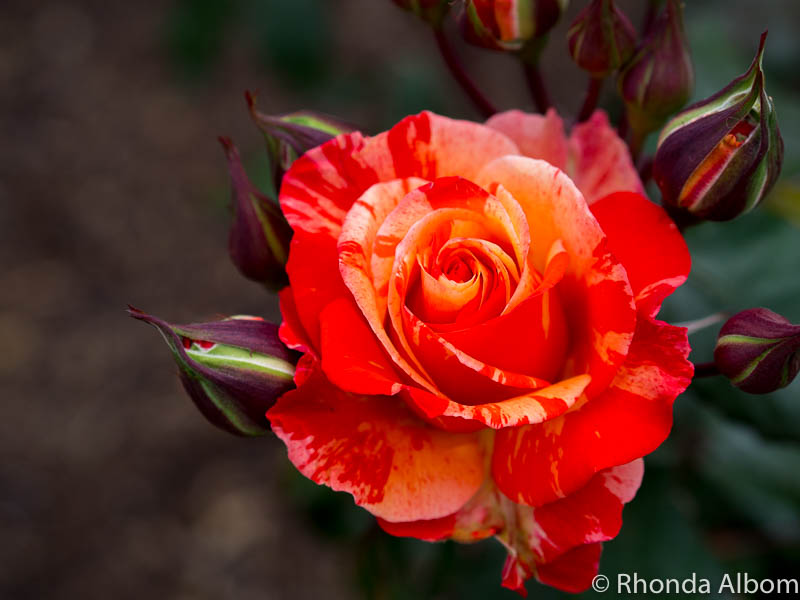 Classic red rose in the rose gardens, Parnell Auckland