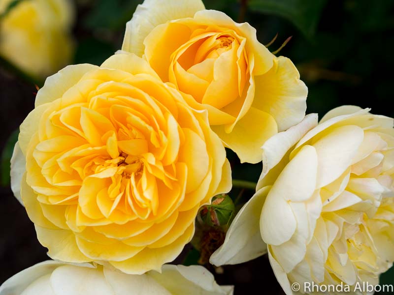 Yellow roses at the Dove-Myer Robinson Park