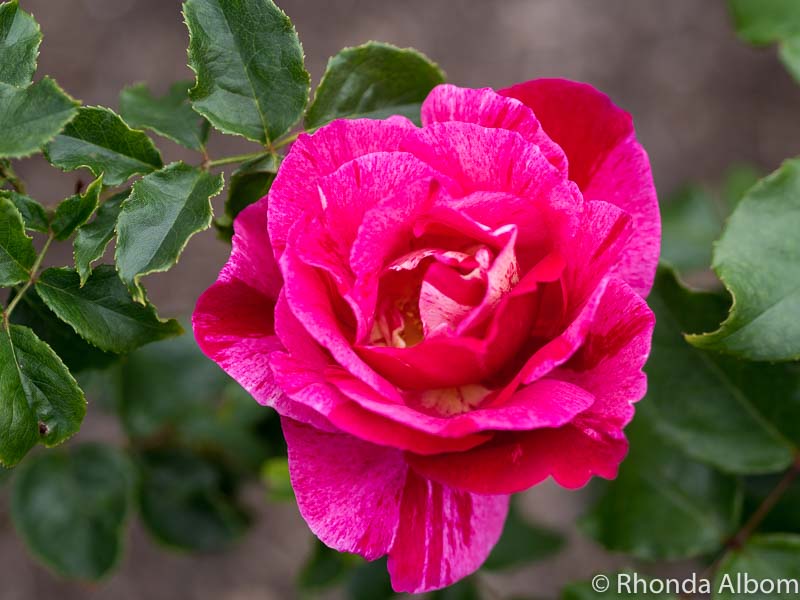 See Parnell Rose Gardens in Bloom in Auckland New Zealand 9 A single rose in Dove-Myer Robinson Park in Auckland New Zealand