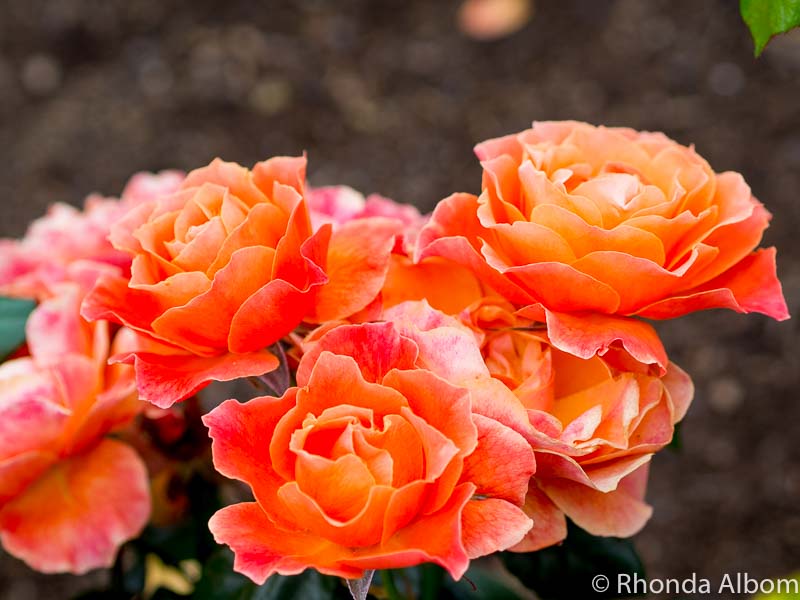 Bright orange roses ready for the Parnell Rose Festival in Auckland New Zealand.