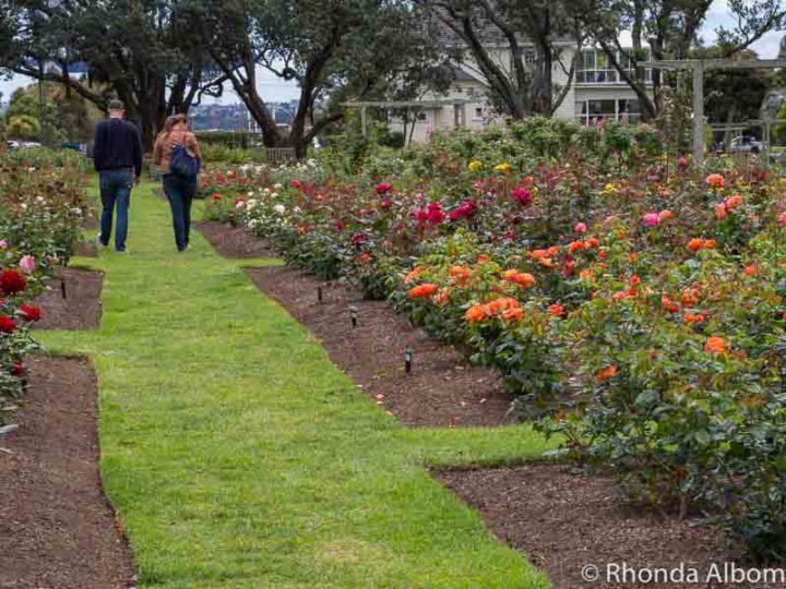 See Parnell Rose Gardens in Bloom in Auckland New Zealand