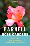 A single rose bloom in Auckland's Parnell Rose Garden