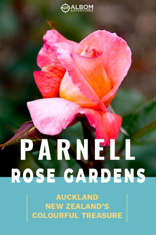 See Parnell Rose Gardens in Bloom in Auckland New Zealand 12 A single rose bloom in Auckland's Parnell Rose Garden