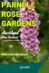 A foxglove flower seen in the Parnell Rose Gardens Auckland New Zealand