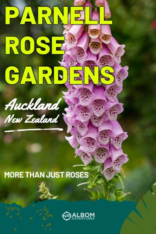 See Parnell Rose Gardens in Bloom in Auckland New Zealand 13 A foxglove flower seen in the Parnell Rose Gardens Auckland New Zealand