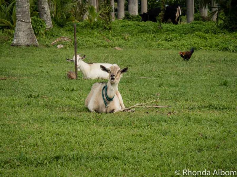 Sheraton Rarotonga: Abandoned Hotel with a Curse in the Cook Islands 4 Goats on the overgrown lawn of a abandoned hotel in the Cook Island