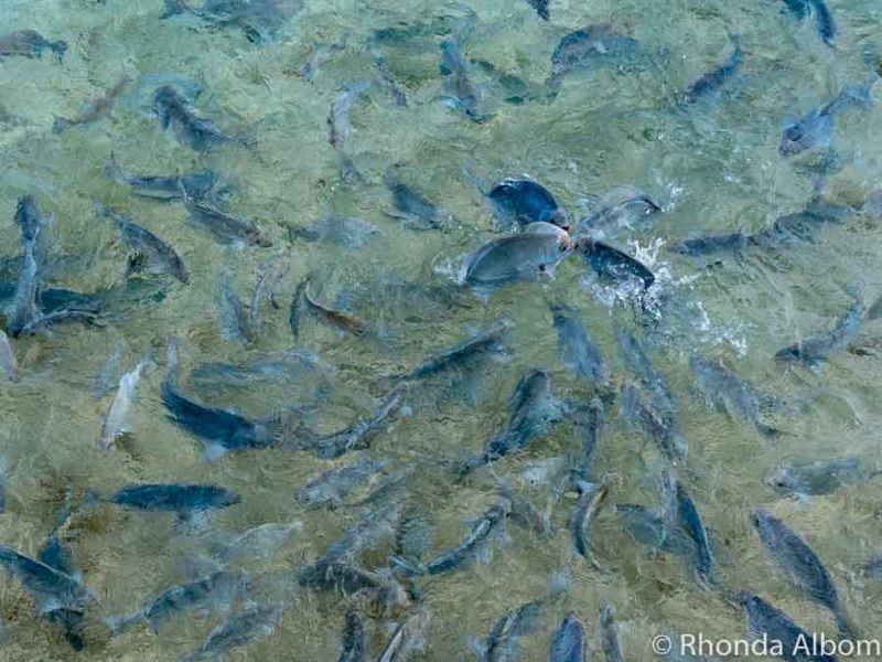 Rarotonga Snorkelling Captured on the Olympus TG-6 17 Feeding fish near the Rarotongan in the Cook Islands