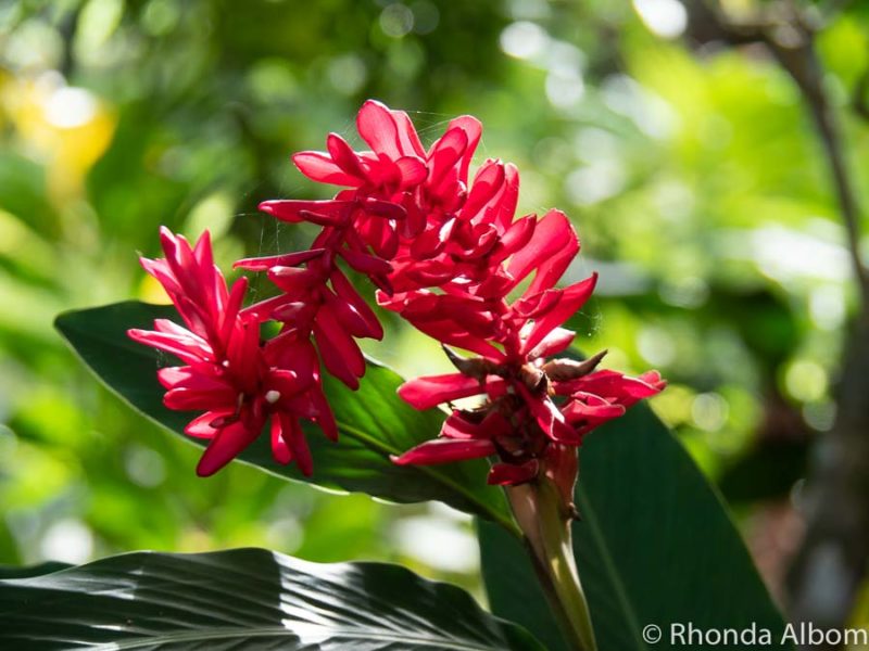 Rarotonga Travel Guide: What You Need to Know Before You Visit 18 Bright red flower at Maire Nui Gardens