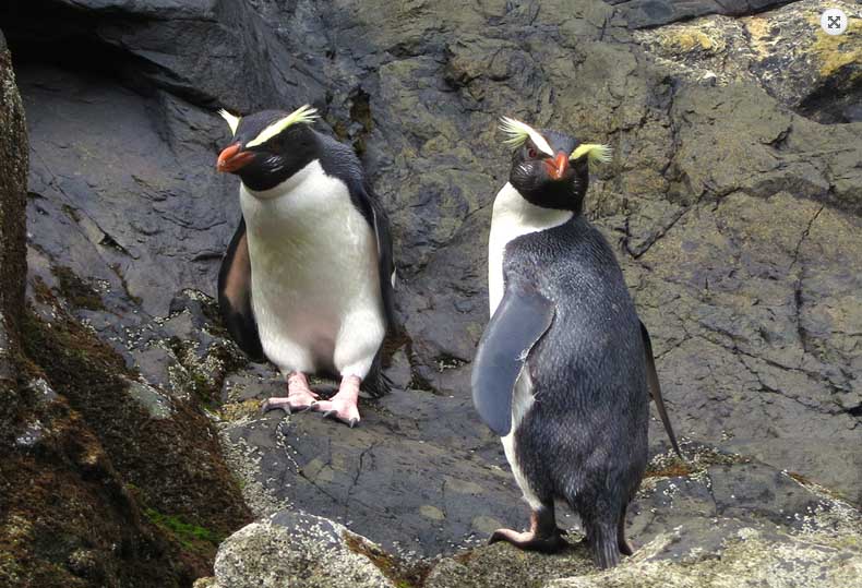 Tawaki - Fiordland Crested Penguin