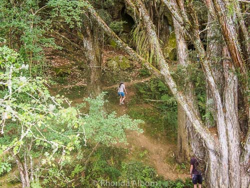 Waipu Caves, Glow Worms and Other Things to Do in Waipu New Zealand 9 A steady uphill hiking trail in New Zealand