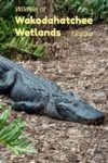 An alligator seen at the Wakodahatchee wetlands in Delray Beach Palm County Florida